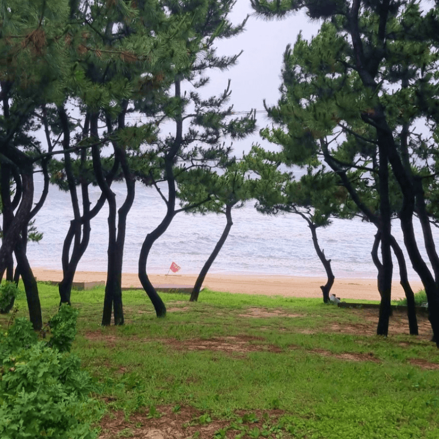 [보령] 죽도 상화원/해물삼합(전복,가리비,관자)/성주산 자연휴양림/대천해수욕장